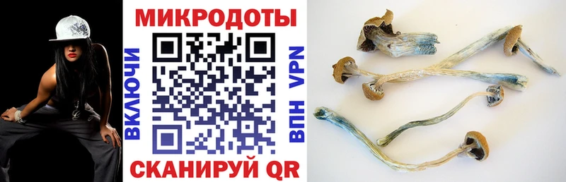 Купить закладки  Венёв  Псилоцибиновые грибы Psilocybine cubensis 